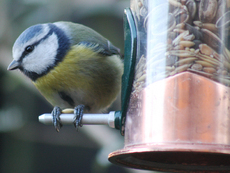 Blaumeise-Futterautomat-158.jpg